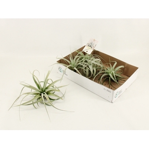 TILLANDSIA XEROGRAPH