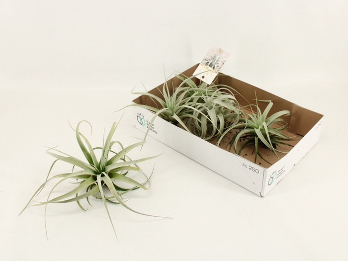 <h4>TILLANDSIA XEROGRAPH</h4>