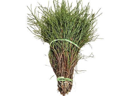 Vaccinium Huckleberry