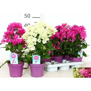 BOUGAINV OV