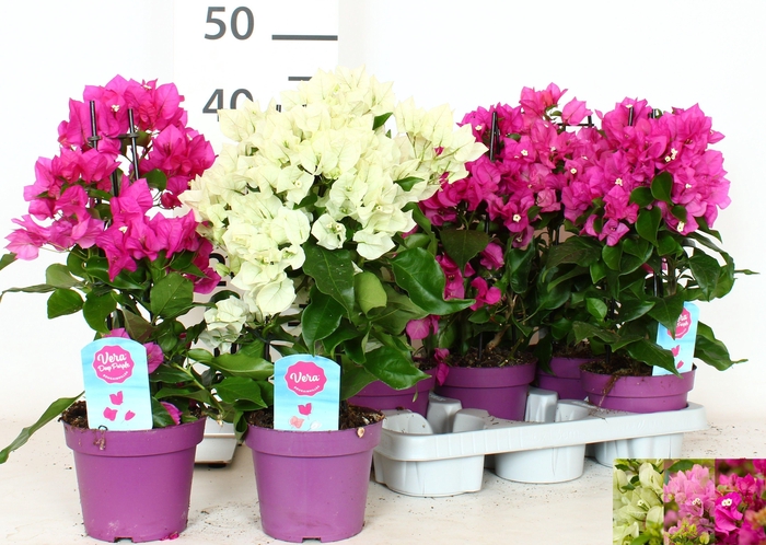 <h4>BOUGAINV OV</h4>