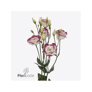 Lisianthus do excalibur hot lips