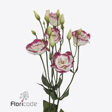 <h4>Lisianthus do excalibur hot lips</h4>