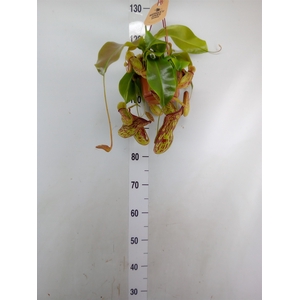 Nepenthes    ...