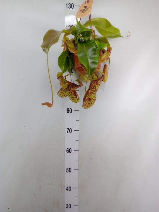 <h4>Nepenthes    ...</h4>