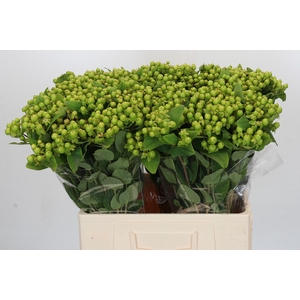 Hypericum Magical Green Revival