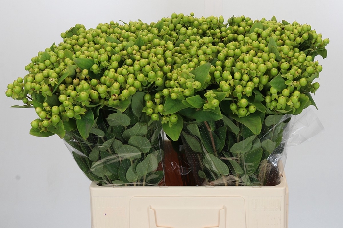 <h4>Hypericum Magical Green Revival</h4>