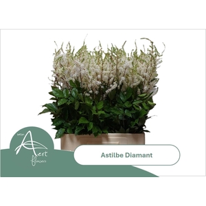 ASTIL AR DIAMANT