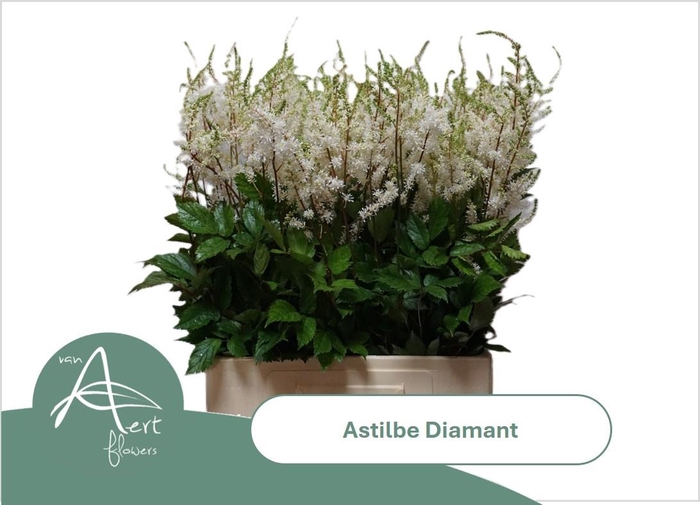 <h4>ASTIL AR DIAMANT</h4>