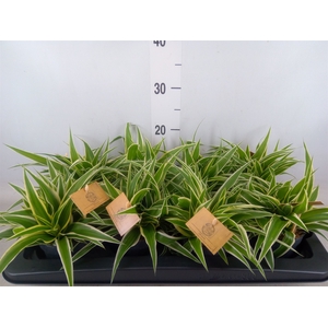 Chlorophytum com. 'Ocean'
