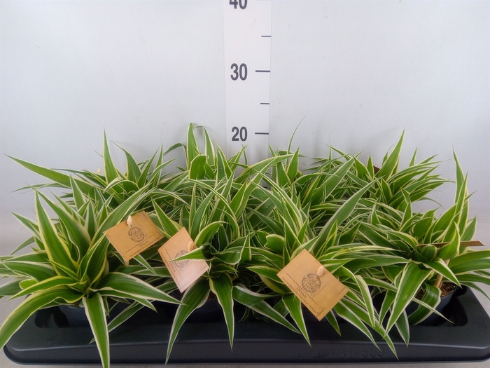 <h4>Chlorophytum com. 'Ocean'</h4>