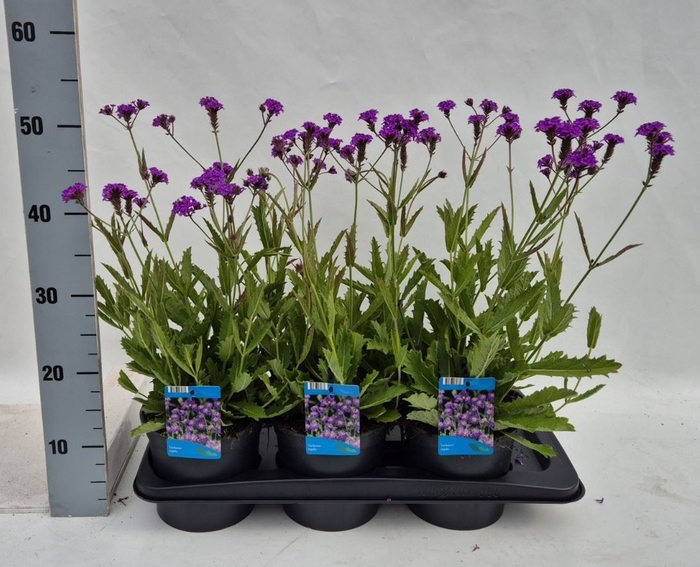 <h4>Verbena rigida</h4>