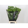 Alstroemeria Orange Princess