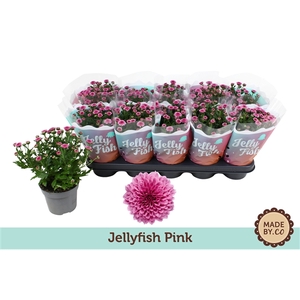 Chrysant Jellyfish Pink