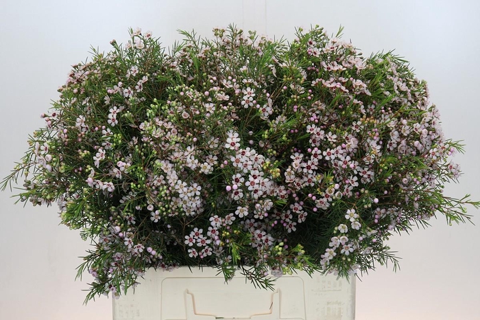 <h4>Chame un Dori</h4>