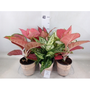 Aglaonema   ...mix