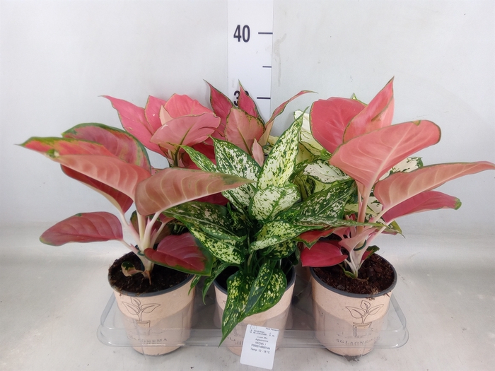 <h4>Aglaonema   ...mix</h4>