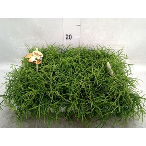 Rhipsalis cassutha