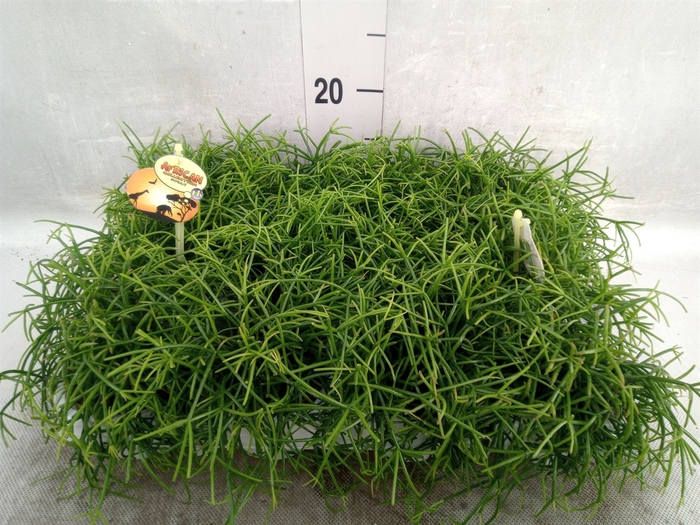 <h4>Rhipsalis cassutha</h4>