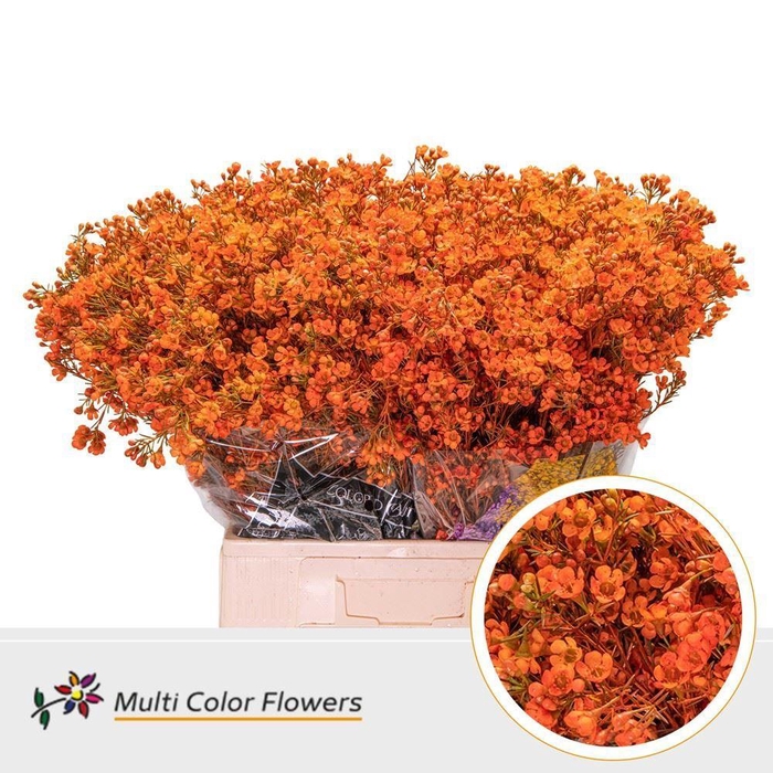 <h4>Chamelaucium DYED Orange</h4>