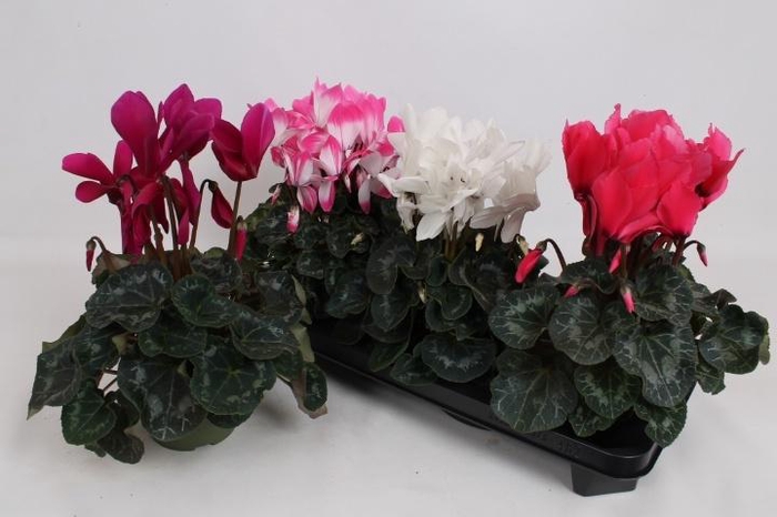 <h4>CYCL GR SUP VINTRO</h4>