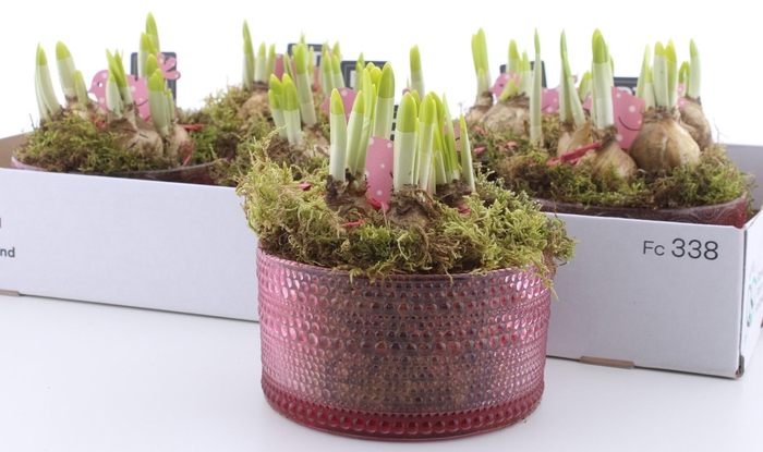 <h4>ARR N TETE A TETE</h4>