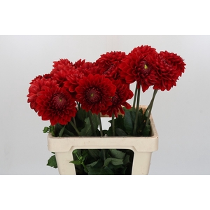 Dahlia Red Flag