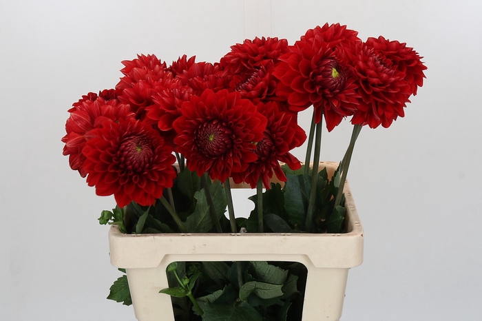 Dahlia Red Flag