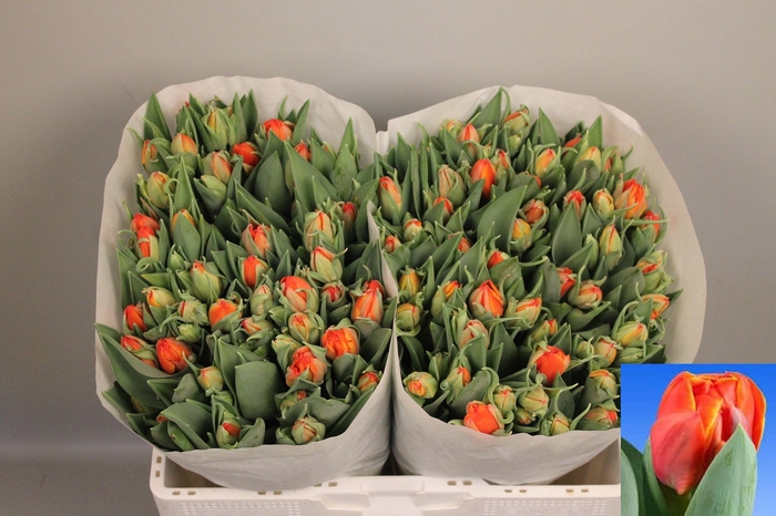 <h4>TU DU QUEENSDAY</h4>