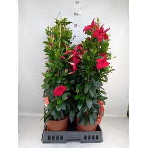 Mandevilla sand. 'SumStar Red'