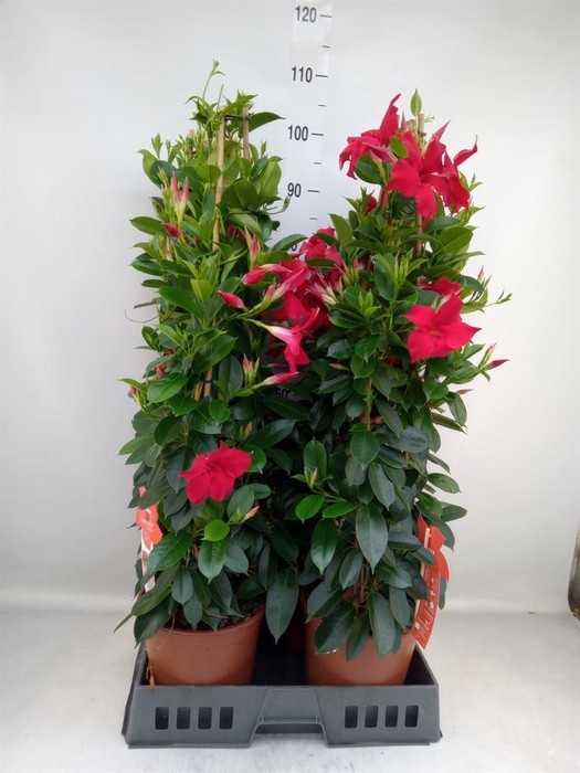 <h4>Mandevilla sand. 'SumStar Red'</h4>