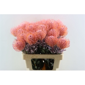 Leuco Klbh Baby Pink
