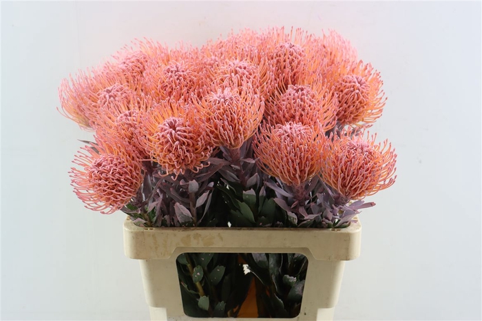 <h4>Leuco Klbh Baby Pink</h4>