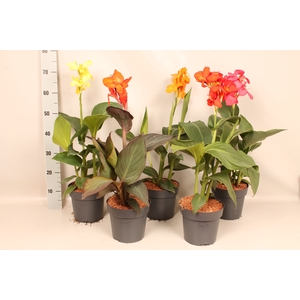 Canna generalis Cannova Divers