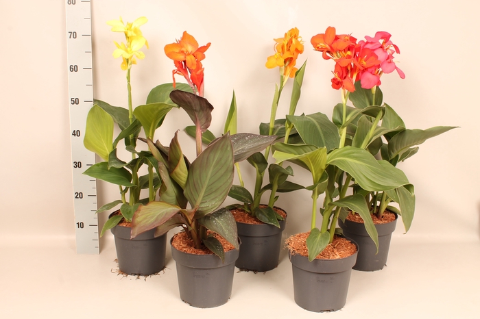 <h4>Canna generalis Cannova Divers</h4>