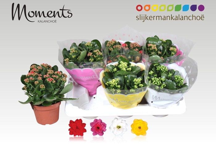 <h4>KAL GE GEM 4 KL</h4>