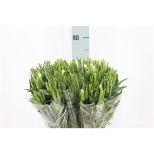 Clarkia Am Gr White 70cm