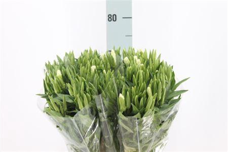 <h4>Clarkia Am Gr White 70cm</h4>