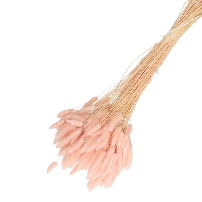 Droogbloem Lagurus 65cm 100g