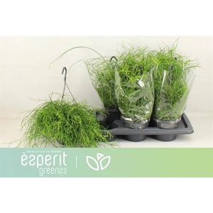 RHIPSALIS BA OASIS