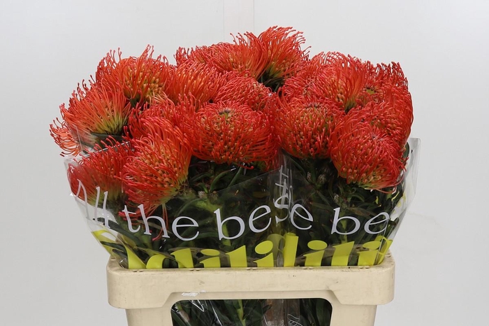 <h4>Nutans Succession</h4>