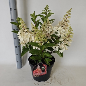 HYDR PANICULATA