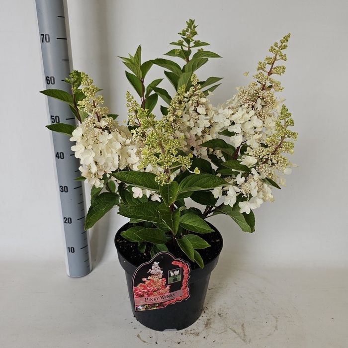 <h4>HYDR PANICULATA</h4>