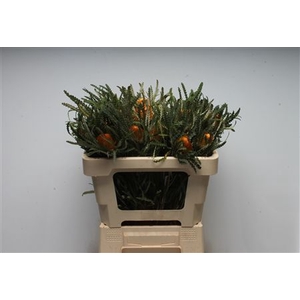 Banksia Dryandra Formosa