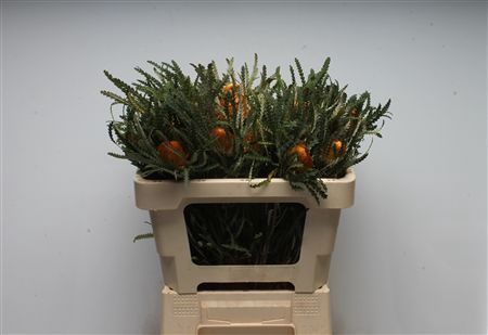 <h4>Banksia Dryandra Formosa</h4>