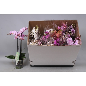 PHAL MF GEM 8 KL