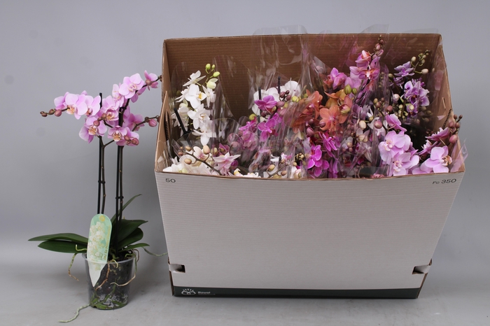 <h4>PHAL MF GEM 8 KL</h4>