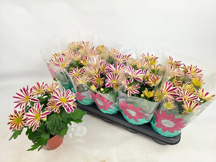 <h4>CHRYS SHOWDANCE</h4>