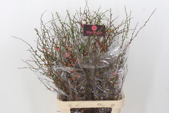 <h4>CHAENOMELES SUPERBA</h4>