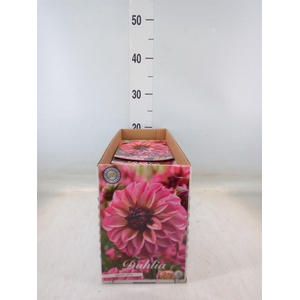 Dahlia   ...flowerbulbs